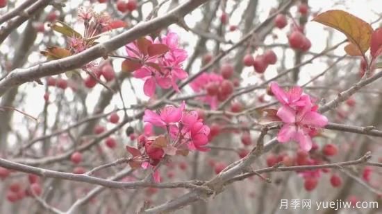 菏澤成武：千畝海棠反季節開(kāi)花，逆襲深秋成一景(圖3)