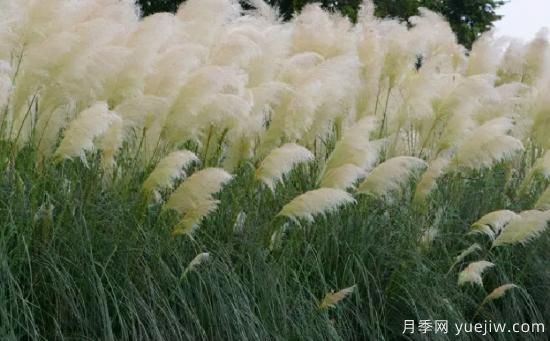 花有花鏡，草有草境！這么美的觀(guān)賞草你了解多少(圖2)