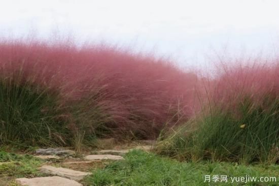花有花鏡，草有草境！這么美的觀(guān)賞草你了解多少(圖4)