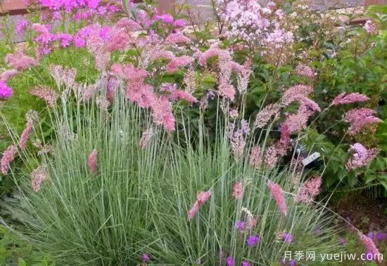 花有花鏡，草有草境！這么美的觀(guān)賞草你了解多少(圖7)