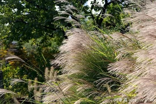 花有花鏡，草有草境！這么美的觀(guān)賞草你了解多少(圖8)