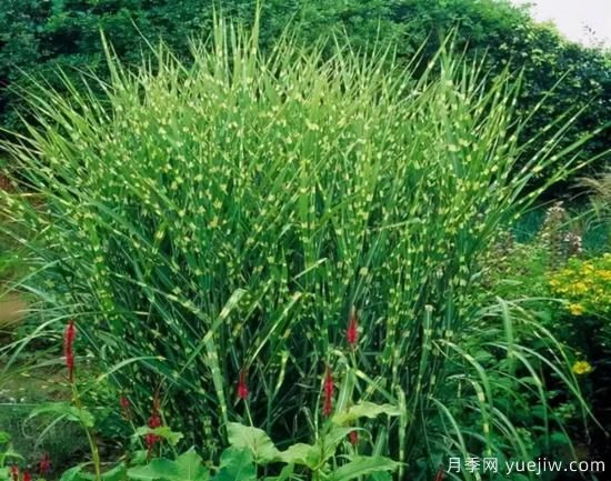 花有花鏡，草有草境！這么美的觀(guān)賞草你了解多少(圖9)