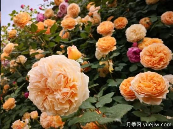 藤本月季12月可以開(kāi)始牽引嗎？不同地區差異大！(圖1)