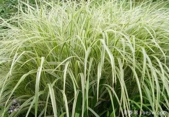 花有花鏡，草有草境！這么美的觀(guān)賞草你了解多少(圖10)
