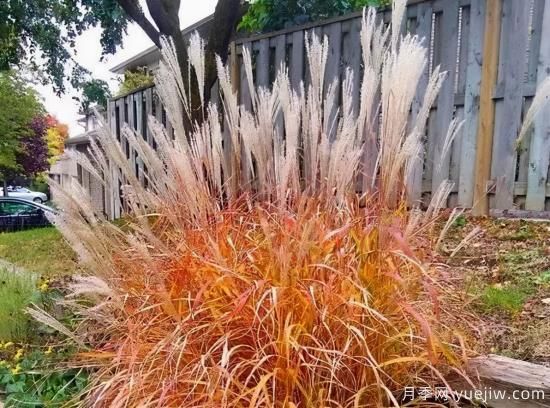 花有花鏡，草有草境！這么美的觀(guān)賞草你了解多少(圖11)
