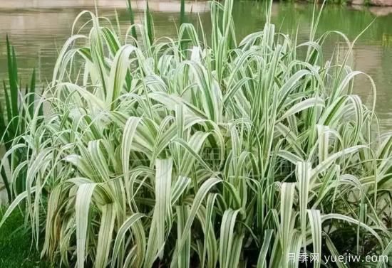花有花鏡，草有草境！這么美的觀(guān)賞草你了解多少(圖14)