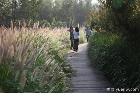 花有花鏡，草有草境！這么美的觀(guān)賞草你了解多少(圖18)