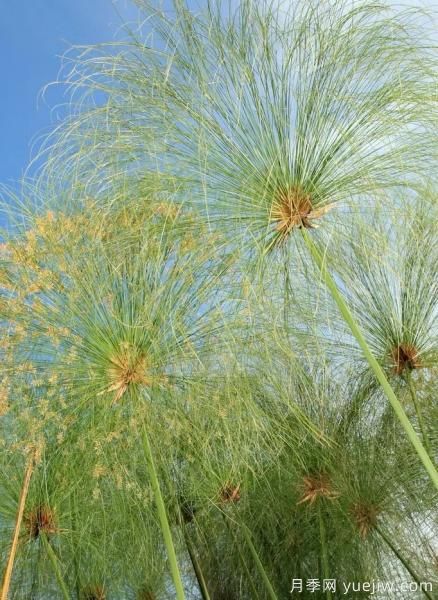花有花鏡，草有草境！這么美的觀(guān)賞草你了解多少(圖17)