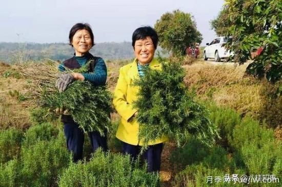 信陽(yáng)新縣：鄉村振興有良方，豫南村莊漫山香(圖3)