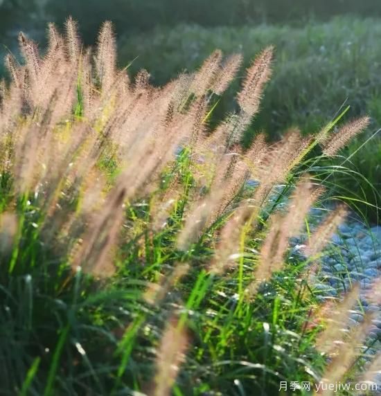 花有花鏡，草有草境！這么美的觀(guān)賞草你了解多少(圖19)