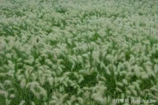花有花鏡，草有草境！這么美的觀(guān)賞草你了解多少(圖20)