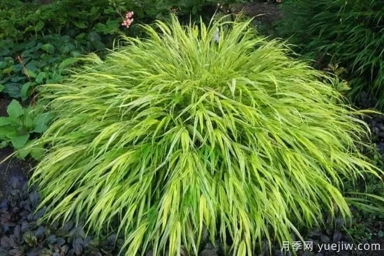 花有花鏡，草有草境！這么美的觀(guān)賞草你了解多少(圖22)