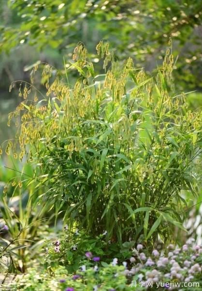 花有花鏡，草有草境！這么美的觀(guān)賞草你了解多少(圖25)