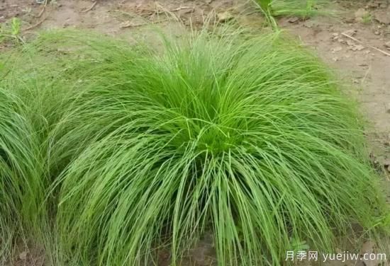 花有花鏡，草有草境！這么美的觀(guān)賞草你了解多少(圖26)
