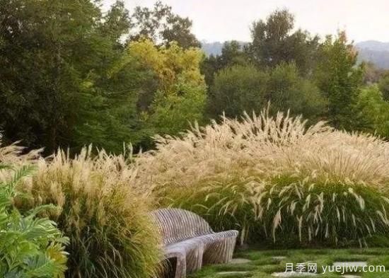 適宜北方種植的14種觀(guān)賞草(圖2)