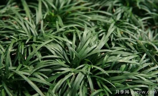 花有花鏡，草有草境！這么美的觀(guān)賞草你了解多少(圖30)