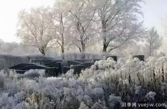 花有花鏡，草有草境！這么美的觀(guān)賞草你了解多少(圖31)
