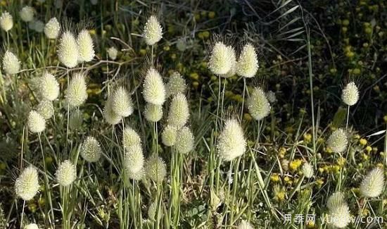 適宜北方種植的14種觀(guān)賞草(圖3)