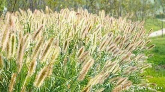 適宜北方種植的14種觀(guān)賞草(圖4)