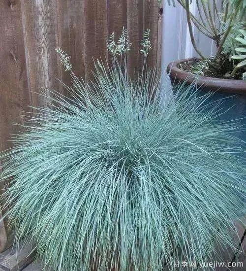 適宜北方種植的14種觀(guān)賞草(圖5)