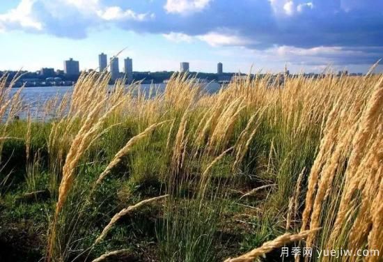 適宜北方種植的14種觀(guān)賞草(圖6)
