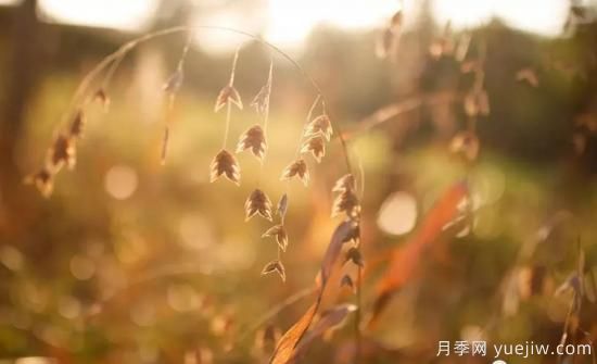 適宜北方種植的14種觀(guān)賞草(圖8)