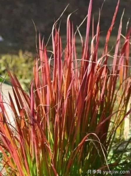 適宜北方種植的14種觀(guān)賞草(圖7)