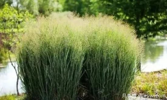 適宜北方種植的14種觀(guān)賞草(圖9)