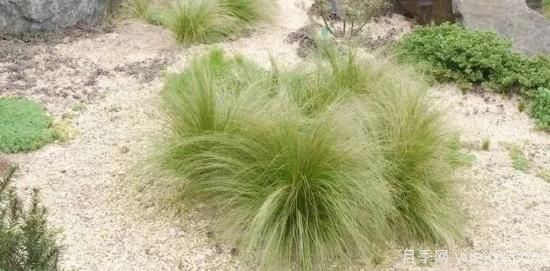 適宜北方種植的14種觀(guān)賞草(圖10)
