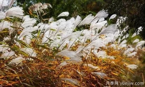適宜北方種植的14種觀(guān)賞草(圖11)