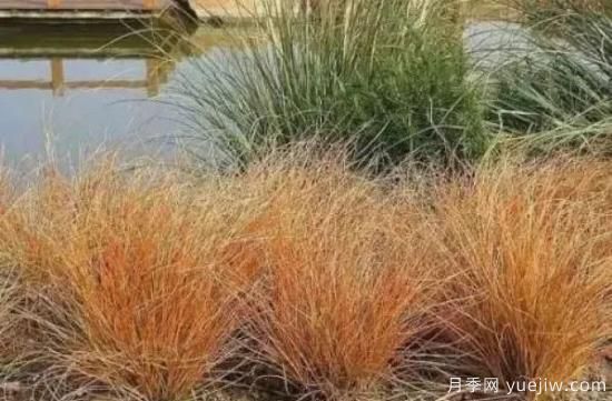 適宜北方種植的14種觀(guān)賞草(圖13)
