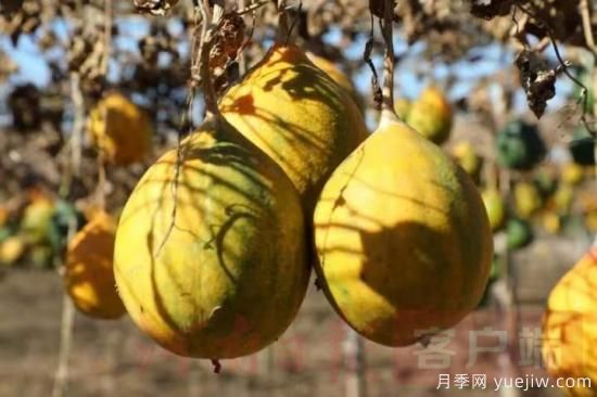 南陽(yáng)鎮平：引進(jìn)瓜蔞喜獲大豐收(圖1)