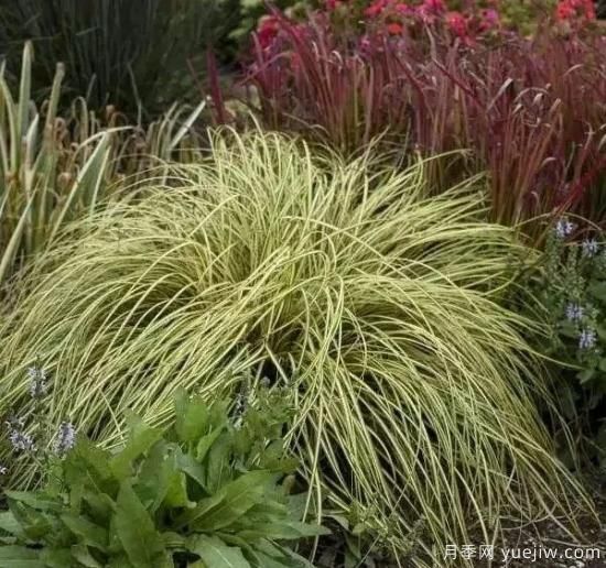 適宜北方種植的14種觀(guān)賞草(圖14)