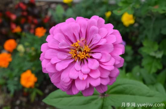 100種常見(jiàn)花卉的栽培大全，送給愛(ài)養花的你(圖2)