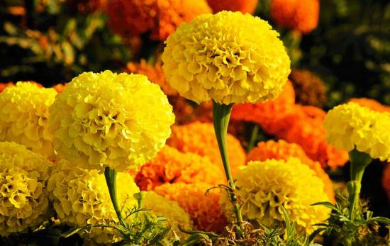 100種常見(jiàn)花卉的栽培大全，送給愛(ài)養花的你(圖1)