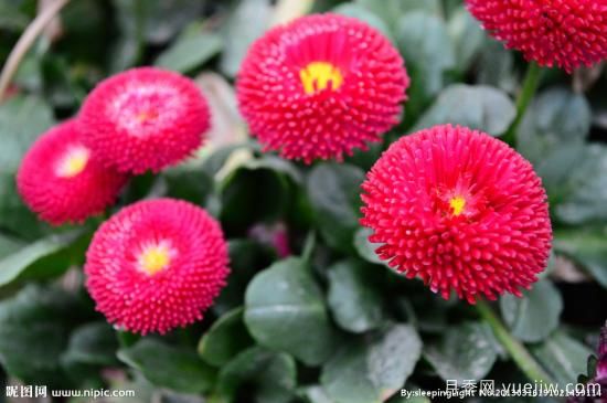 100種常見(jiàn)花卉的栽培大全，送給愛(ài)養花的你(圖3)