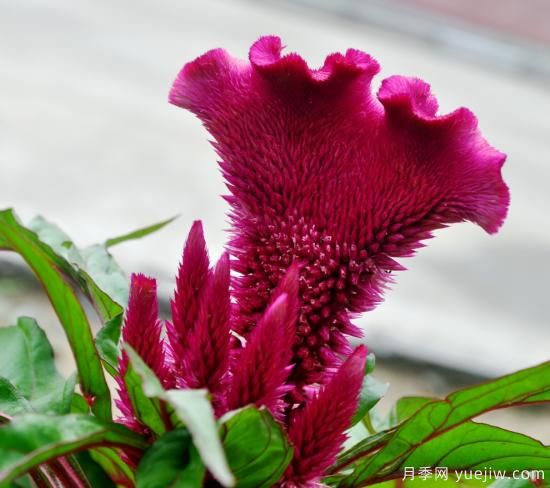 100種常見(jiàn)花卉的栽培大全，送給愛(ài)養花的你(圖4)