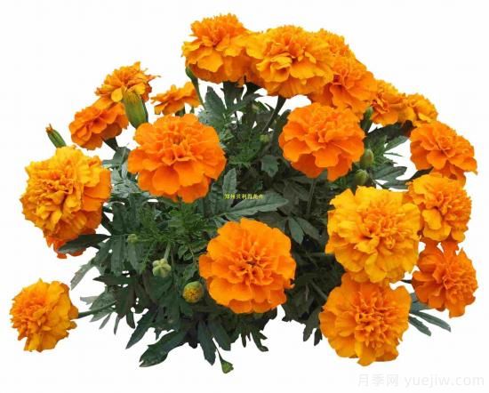 100種常見(jiàn)花卉的栽培大全，送給愛(ài)養花的你(圖5)