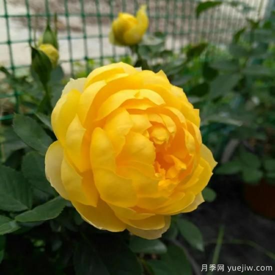 金絲雀，黃花月季中的王中王，美麗漂亮常年開(kāi)花不停歇(圖3)