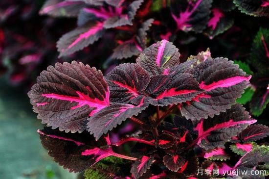 100種常見(jiàn)花卉的栽培大全，送給愛(ài)養花的你(圖6)