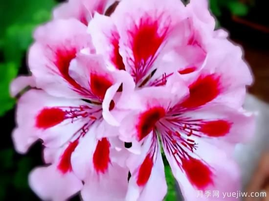 100種常見(jiàn)花卉的栽培大全，送給愛(ài)養花的你(圖7)