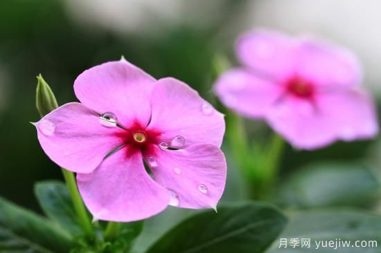 100種常見(jiàn)花卉的栽培大全，送給愛(ài)養花的你(圖9)