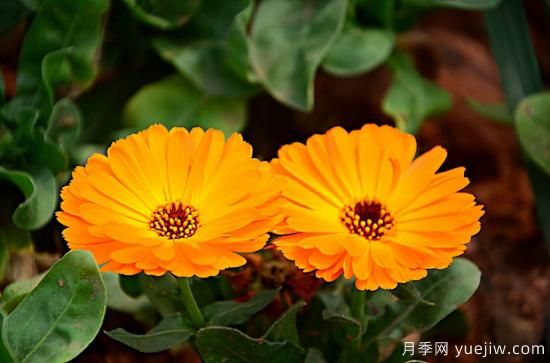 100種常見(jiàn)花卉的栽培大全，送給愛(ài)養花的你(圖10)