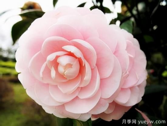 100種常見(jiàn)花卉的栽培大全，送給愛(ài)養花的你(圖11)