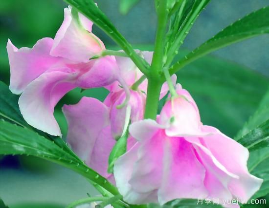 100種常見(jiàn)花卉的栽培大全，送給愛(ài)養花的你(圖12)