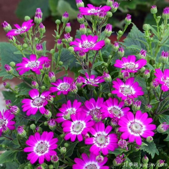 100種常見(jiàn)花卉的栽培大全，送給愛(ài)養花的你(圖16)