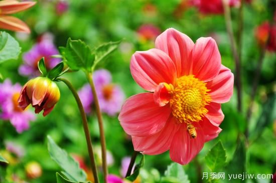 100種常見(jiàn)花卉的栽培大全，送給愛(ài)養花的你(圖14)
