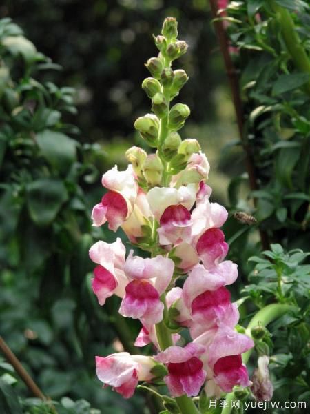 100種常見(jiàn)花卉的栽培大全，送給愛(ài)養花的你(圖15)