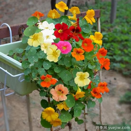 100種常見(jiàn)花卉的栽培大全，送給愛(ài)養花的你(圖17)