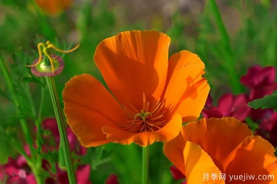 100種常見(jiàn)花卉的栽培大全，送給愛(ài)養花的你(圖19)